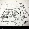 The Pelican