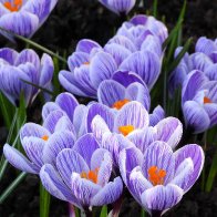 Striped Crocus.jpg