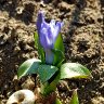 Small hyacinth 