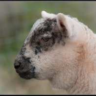 Older lamb 2 halved..jpg