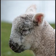 Cute lamb face 5.jpg