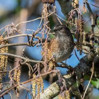 Dunnock and catkins.jpg