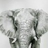 The title is irrelephant