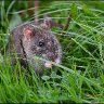 Wild rat 2.