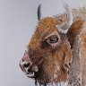 Bison