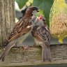 Feeding Time