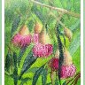 EUCALYPT DAY - 30-30 MARCH 2025 - ALL ABOUT COLOUR.    