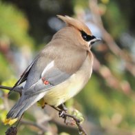 Cedar Waxwing on branch, 2nd Ave N, Edmonds, WA.jpeg