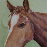 horse web crop.JPG