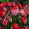Red tulips.