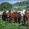 rough looking cows.