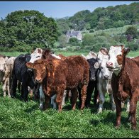 Rough looking cows halved..jpg