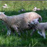 New sheep 3 halved..jpg