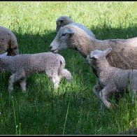 New sheep 4 halved..jpg