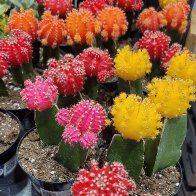 Catus Flowers.jpg