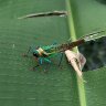 Moncheca Preciosa Katydid 