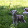 A tiny cute lamb.