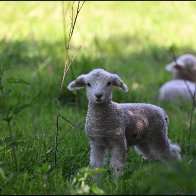 Another cute lamb halved 4..jpg