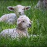A very cute lamb.