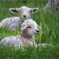 Very cute lamb 3 halved..jpg