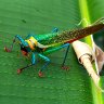 Moncheca Preciosa Katydid 