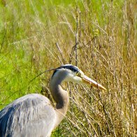 Heron CU3  8784.JPG