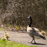 A Walk with Dad