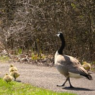 Dad walking kidsE.JPG