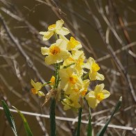 Daffs 8750E.JPG