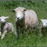 Smiling sheep and delightful lambs.