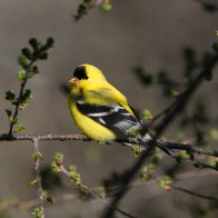 NPGoldfinchApril24-2025-2PMP.jpg