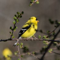 NPGoldfinchApril24-2025-1PMP.jpg