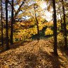 Golden Maple