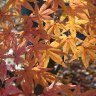 Japanese Maple Leaves