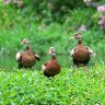 Whistling Ducks