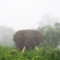 Elephant mist.jpg