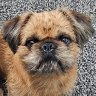 Gizmo - a Brussels Griffon