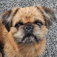 Gizmo photo.jpg