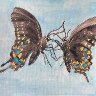 butterfly pair