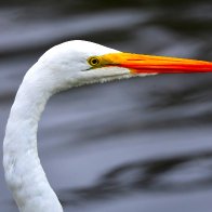 IMG_8263.JPG