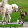 David and Goliath 