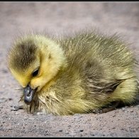 Daydreaming gosling 2.-1.jpg