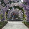 Wisley Wisteria 1
