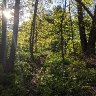 Spring Morning