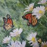 Daisies and butterflies