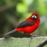 Crimson Backed Tanager