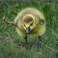 Early gosling halved..jpg