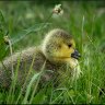 new gosling 2.