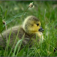 Early gosling 2 halved..jpg