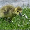 new gosling 3.